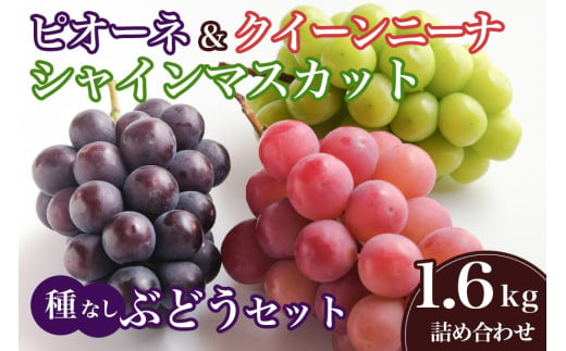 【 2025年 先行予約 】 クイーンニーナ シャインマスカット ピオーネ セット 1.6kg 石田ぶどう園 ぶどう 種なし 詰合せ ブドウ 国産 果物 葡萄 フルーツ 1.6キロ 9月 10月 発送 秋 旬 品種 茨城県産 産地直送 産直 農家直送 冷蔵 茨城県 石岡市 (A02-018) 1734160 - 茨城県石岡市