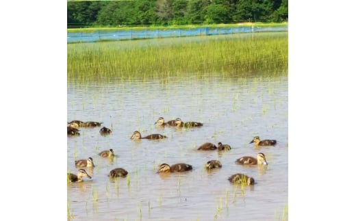 新潟県上越市のふるさと納税 特別栽培米こしひかり 白米 10kg（5kg×2）　お米 特別栽培米 精米 白米 米 こしひかり コシヒカリ 10キロ 特A ご飯 ごはん おにぎり 新潟産 上越産 新潟県 上越市