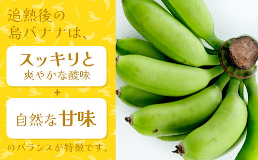 石垣島の島バナナ、3～6房（約2,6～3kg前後入り）爽やか酸味のスッキリ系バナナ、少し冷やしてもイイんです！ SI-34 ｜ふるラボ