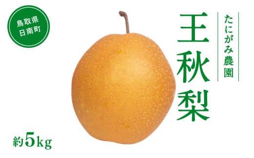 たにがみ農園 王秋梨 5kg (7玉～14玉) 梨 なし フルーツ 果物 くだもの 鳥取県 佐治 梨 なし ナシ 1738296 - 鳥取県日南町