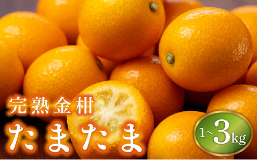 KU431 【数量限定】完熟金柑たまたま1kg〜3kg