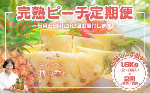【お試しピーチ定期便★約1.6kg×2回】☆新感覚☆ まるで桃のような甘〜い香り『西表島産 完熟ピーチパイン』