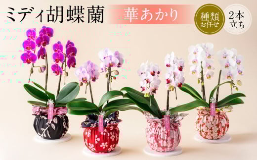 ミディ 胡蝶蘭 華あかり 2本立ち 1個 花 お花 植物 蘭 洋蘭 ラン インテリア  アレンジ アレンジメント 鑑賞 観賞用 贈答用