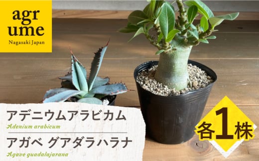 アデニウム アラビカム & アガベ グアダラハラナ Adenium arabicum ＆ Agave guadalajarana 各1株 長与町/アグリューム [EAI210] 1746370 - 長崎県長与町