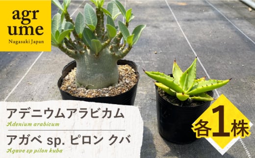 アデニウム アラビカム ＆ アガベ sp. ピロン クバ 各1株 Adenium arabicum ＆ Agave sp pilon kuba 長与町/アグリューム [EAI208] 1746368 - 長崎県長与町