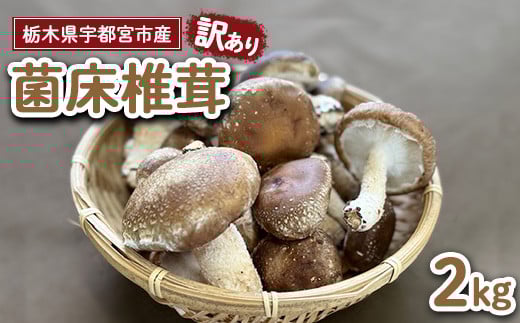 【先行受付】【訳あり】栃木県宇都宮市産 菌床椎茸 2kg ※2025年11月以降順次発送予定 1748474 - 栃木県宇都宮市