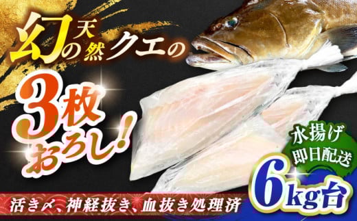 天然クエ（6キロ台・3枚おろし） 《壱岐市》【壱岐島　玄海屋】[JBS059] クエ 魚 刺身 しゃぶしゃぶ  450000 450000円 45万円 416759 - 長崎県壱岐市