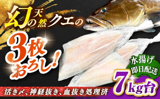 天然クエ（7キロ台・3枚おろし） 《壱岐市》【壱岐島　玄海屋】[JBS060] クエ 魚 刺身 しゃぶしゃぶ  520000 520000円 52万円 416760 - 長崎県壱岐市