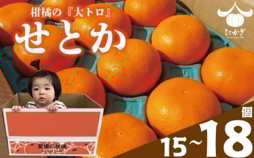 【愛媛県産】せとか 15個~18個入り ( サイズ：4L~3L ) ＜2月下旬～発送予定＞ 柑橘 みかん せとか セトカ 果物 くだもの フルーツ おすすめ 高級 柑橘の大トロ「せとか」 人気 お取り寄せ グルメ ギフト せとか 期間限定 数量限定 ご当地 愛媛県 松山市 たかぎ果樹園 松山市産せとか 柑橘 ふるさと納税せとか たかぎ果樹園のせとか 1048987 - 愛媛県松山市