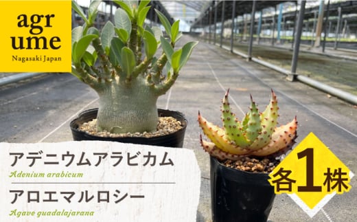 アデニウム アラビカム ＆ アロエ マルロシー 各1株 Adenium arabicum ＆ Aloe marlothii 長与町/アグリューム [EAI211] 1746371 - 長崎県長与町