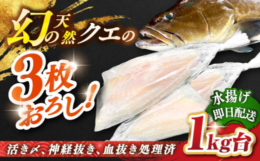 天然クエ（1キロ台・3枚おろし） 《壱岐市》【壱岐島　玄海屋】[JBS039] クエ 魚 刺身 しゃぶしゃぶ  90000 90000円 9万円 416739 - 長崎県壱岐市