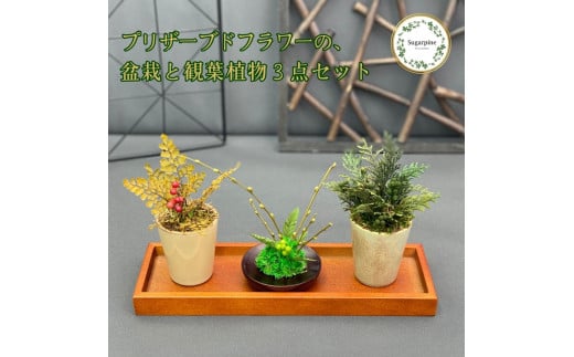 プリザーブドフラワー　ミニ盆栽・ミニ観葉植物　３個セット　春日部市　シュガーパイン(AJ238)