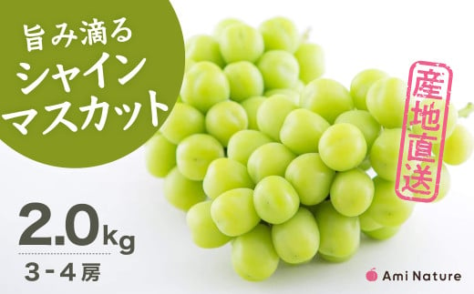 山梨県笛吹市のふるさと納税 ＜25年発送先行予約＞＜発送＞さわやかに滴るシャインマスカット 約2.0kg以上 065-021 | シャインマスカット 発送 アミナチュール 笛吹市 山梨 山梨県 フルーツ 果物 ぶどう 葡萄 大粒 シャインマスカット おすすめ シャインマスカット 贈答 シャインマスカット ギフト 産地 期間限定 2kg 笛吹 国産 ぶどう 人気 新鮮 種なし 高級 くだもの 2.0kg 完熟 ブドウ |