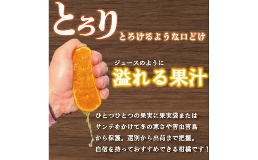 愛媛県松山市のふるさと納税 【愛媛県産】せとか 15個~18個入り ( サイズ：4L~3L ) ＜2月下旬～発送予定＞ 柑橘 みかん せとか セトカ 果物 くだもの フルーツ おすすめ 高級 柑橘の大トロ「せとか」 人気 お取り寄せ グルメ ギフト せとか 期間限定 数量限定 ご当地 愛媛県 松山市 たかぎ果樹園 松山市産せとか 柑橘 ふるさと納税せとか たかぎ果樹園のせとか