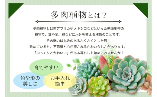 可愛い多肉植物 寄せ植え 21cm鉢 多肉植物 観葉植物 インテリア 寄せ植え 誕生日プレゼント オシャレ 多肉 観葉 おまかせ セット 植物 苗  種類 農園直送 栽培 ガーデニング 寄せ植え用 多肉専科 - 茨城県那珂市｜ふるさとチョイス - ふるさと納税サイト