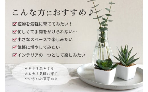 多肉植物 抜き苗 アソート 40セット 詰め合わせ 多肉植物 観葉植物 インテリア 寄せ植え 誕生日プレゼント オシャレ 多肉 観葉 おまかせ セット  植物 苗 種類 色々 ランダム 農園直送 栽培 ガーデニング 寄せ植え用 多肉専科 - 茨城県那珂市｜ふるさとチョイス - ふるさと ...