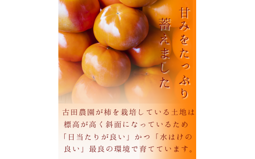 和歌山県紀美野町のふるさと納税 【今期発送分】【秀品】紀美野町産 冷蔵富有柿 約3kg(8個～10個入り)〈プレミア和歌山認定品〉【2024年12月上旬～2025年2月上旬に順次発送致します。】/ 和歌山県 紀美野町 カキ 富有柿【frt006】