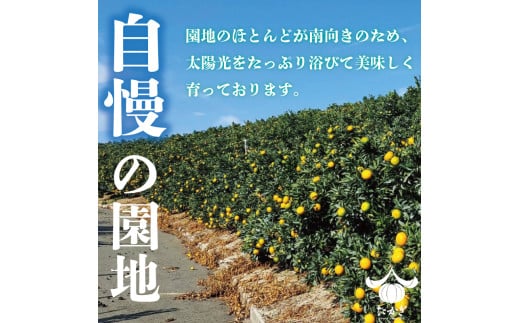 愛媛県松山市のふるさと納税 【愛媛県産】せとか 15個~18個入り ( サイズ：4L~3L ) ＜2月下旬～発送予定＞ 柑橘 みかん せとか セトカ 果物 くだもの フルーツ おすすめ 高級 柑橘の大トロ「せとか」 人気 お取り寄せ グルメ ギフト せとか 期間限定 数量限定 ご当地 愛媛県 松山市 たかぎ果樹園 松山市産せとか 柑橘 ふるさと納税せとか たかぎ果樹園のせとか