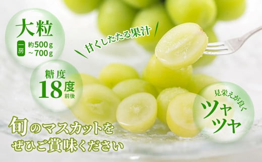 山梨県笛吹市のふるさと納税 ＜25年発送先行予約＞＜発送＞さわやかに滴るシャインマスカット 約2.0kg以上 065-021 | シャインマスカット 発送 アミナチュール 笛吹市 山梨 山梨県 フルーツ 果物 ぶどう 葡萄 大粒 シャインマスカット おすすめ シャインマスカット 贈答 シャインマスカット ギフト 産地 期間限定 2kg 笛吹 国産 ぶどう 人気 新鮮 種なし 高級 くだもの 2.0kg 完熟 ブドウ |