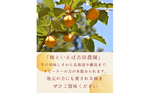 和歌山県紀美野町のふるさと納税 【今期発送分】【秀品】紀美野町産 冷蔵富有柿 約3kg(8個～10個入り)〈プレミア和歌山認定品〉【2024年12月上旬～2025年2月上旬に順次発送致します。】/ 和歌山県 紀美野町 カキ 富有柿【frt006】