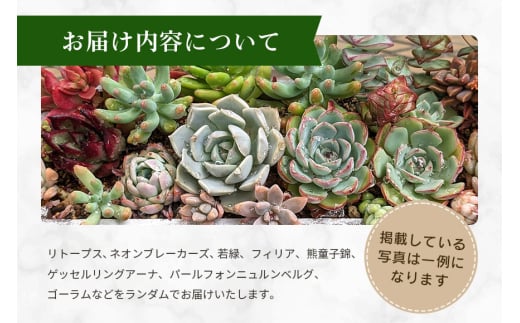 多肉植物 抜き苗 アソート 40セット 詰め合わせ 多肉植物 観葉植物 インテリア 寄せ植え 誕生日プレゼント オシャレ 多肉 観葉 おまかせ セット 植物  苗 種類 色々 ランダム 農園直送 栽培 ガーデニング 寄せ植え用 多肉専科 - 茨城県那珂市｜ふるさとチョイス - ふるさと ...