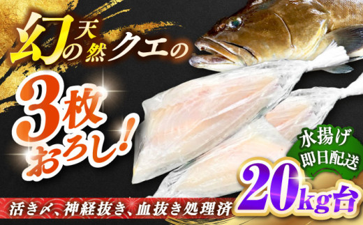 天然クエ（20キロ台・3枚おろし） 《壱岐市》【壱岐島　玄海屋】[JBS094] 2010000 2010000円 201万円 416773 - 長崎県壱岐市