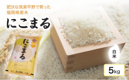 米 肥沃な筑紫平野にて育った 福岡県産米 にこまる 白米 5kg お米 コメ 1778863 - 福岡県小郡市