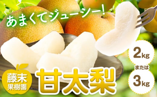[2025年先行予約] 梨 甘太梨 選べる内容量 約 2kg 約 3kg 藤末果樹園 [2025年 9月中旬-9月下旬頃出荷] 熊本県 荒尾市 梨 なし 果物 フルーツ デザート かんたなし 送料無料 st-p