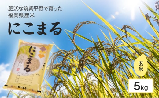 米 肥沃な筑紫平野にて育った 福岡県産米 にこまる 玄米 5kg お米 コメ 1778864 - 福岡県小郡市