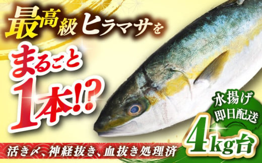 壱岐島産天然ヒラマサ(4キロ台・丸もの) [壱岐市][壱岐島 玄海屋][JBS069] ヒラマサ 魚 刺身 煮物 カルパッチョ お寿司 56000 56000円