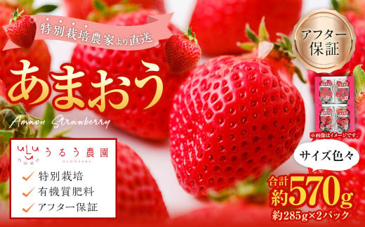 あまおうサイズ色々 約570g（約285g×2パック）【2025年2月上旬～2025年4月上旬発送予定】あまおう いちご 苺 イチゴ フルーツ 果物 1761039 - 福岡県太宰府市