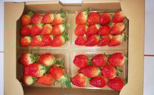 【選べるお届け日・年内発送】★クリスマス用・数量限定★ 長崎県産 いちご ゆめの香 計約1kg（250g×4パック） ／ イチゴ 苺 フルーツ 果物 くだもの わたる農園 長崎県 長崎市