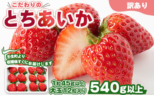 「訳あり」とちあいか1粒45g以上 大玉 12粒入り 540g以上｜ 訳あり とちあいか いちご 苺 栃木県 果物 フルーツ ※北海道・沖縄・離島への配送不可 ※2025年1月中旬～3月中旬頃に順次発送予定