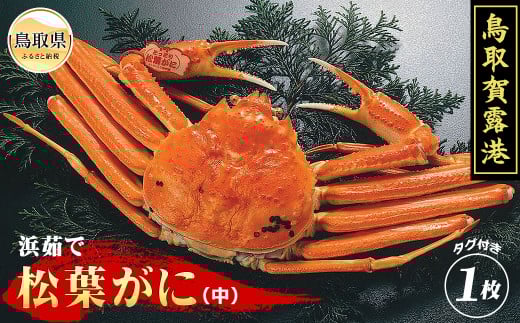 D24-017 鳥取賀露港　浜茹で松葉がに（中）【期間限定】