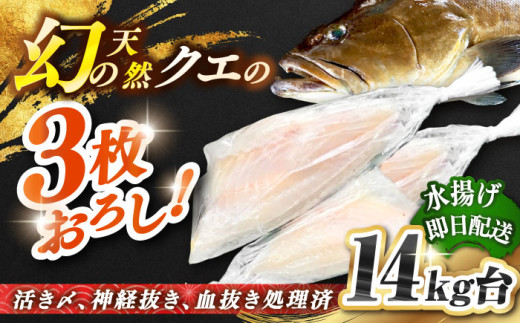 天然クエ（14キロ台・3枚おろし） 《壱岐市》【壱岐島　玄海屋】[JBS067] クエ 魚 刺身 しゃぶしゃぶ  1030000 1030000円 103万円 416767 - 長崎県壱岐市