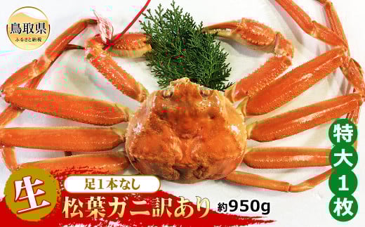E24-048 【魚倉】足1本なし生松葉ガニ訳あり 特大 約950g【期間限定】 823272 - 鳥取県鳥取県庁