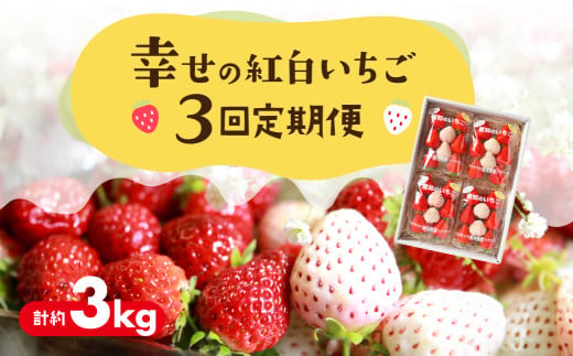 幸せの紅白いちご 定期便 3回 計3kg (1回あたり約250g×4パック)  1773969 - 愛知県豊橋市