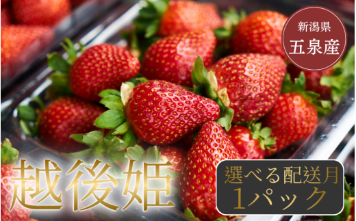 【令和7年2月にお届け】数量限定 越後姫 苺 いちご 1パック 350g (9～18粒) 新潟県 五泉市 農園 小嶋屋 1922142 - 新潟県五泉市