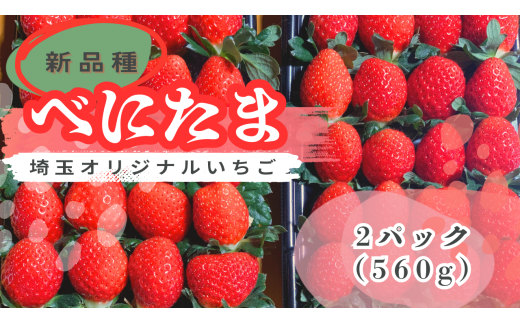 【新品種】埼玉オリジナルいちご　べにたま　新品種べにたま　2パック（560g） 1838393 - 埼玉県川島町