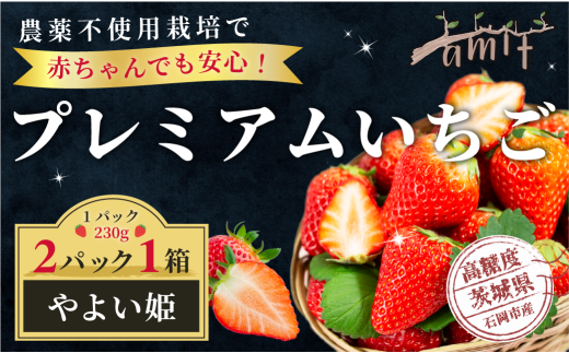 農薬を使わず育てた安心安全 イチゴ やよいひめ 2パック いちご 苺 ナノバブル水素水使用 農薬不使用 希少 国産 果物 フルーツ くだもの 冬 旬 産地直送 農家直送 産直 甘い デザート スイーツ 家庭用 贈答 贈答用 茨城 茨城県 石岡市 (A14-005) 1689384 - 茨城県石岡市