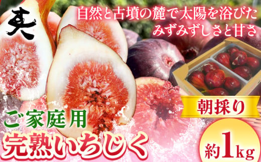 いちじく【2025年先行予約】ご家庭用 朝採り 完熟いちじく 約1kg 古大農園《8月中旬-11月上旬頃出荷》大阪府 羽曳野市 いちじく 無花果 ご家庭用いちじく フルーツ 果物 完熟 送料無料 【配送不可地域あり】 1291434 - 大阪府羽曳野市