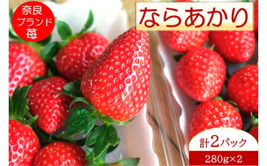 奈良県産ブランドいちご『ならあかり』約560g×1箱(2パック)｜いちご イチゴ スイーツ フルーツ 果物 奈良県 香芝市 [2823]