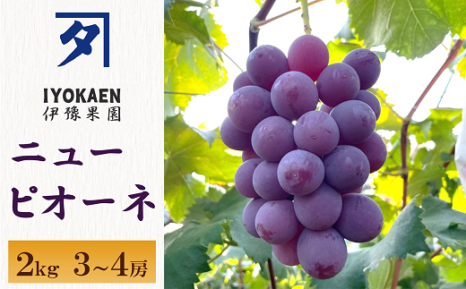 ニューピオーネ 約2kg 【2026年先行予約・2026年8月上旬から順次発送予定】 ぶどう 葡萄 種無し 果物 愛媛 人気 伊豫果園 伊予市｜B390