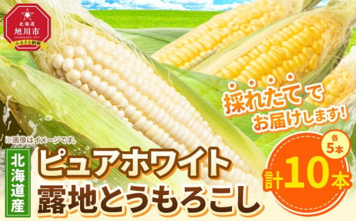 【先行予約】ピュアホワイト5本・露地とうもろこし5本　合計10本　2025年8月下旬から発送開始予定 【 白いとうもろこし 人気 北海道産 糖度 生 野菜 スイートコーン 産地直送 バーベキュー BBQ コーン 旬 お取り寄せ 旭川市 北海道 送料無料 】_04756 1780011 - 北海道旭川市