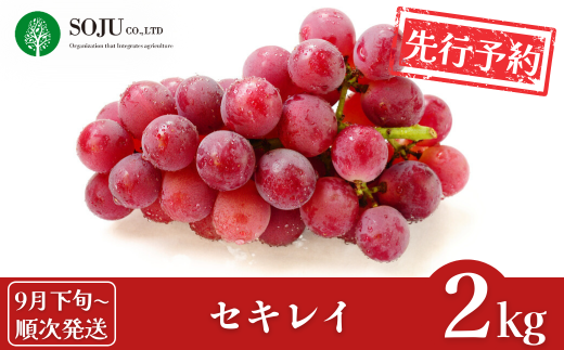 先行予約 ぶどう 赤嶺（セキレイ） 約2kg [9月下旬から発送予定] 令和7年度 贈答用 新潟県 三条市産 [三条果樹専門家集団]【017P016】 1048401 - 新潟県三条市