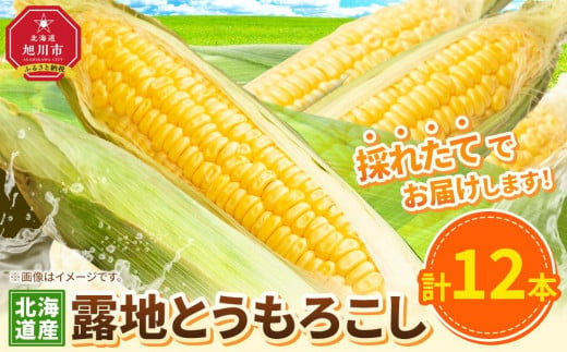 【先行予約】露地とうもろこし　合計12本　2025年8月下旬から発送開始予定 【とうもろこし 人気 北海道産 糖度 生 野菜 スイートコーン 産地直送 バーベキュー BBQ コーン 旬 お取り寄せ 旭川市 北海道 送料無料 】_04755 1780010 - 北海道旭川市