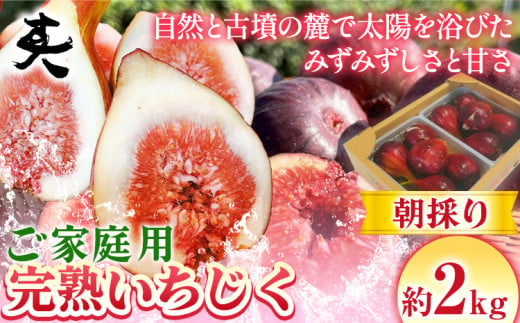 いちじく【2025年先行予約】ご家庭用 朝採り 完熟いちじく 約2kg 古大農園《8月中旬-11月上旬頃出荷》大阪府 羽曳野市 ご家庭用 いちじく 無花果 フルーツ 果物 完熟 送料無料 【配送不可地域あり】 1291435 - 大阪府羽曳野市