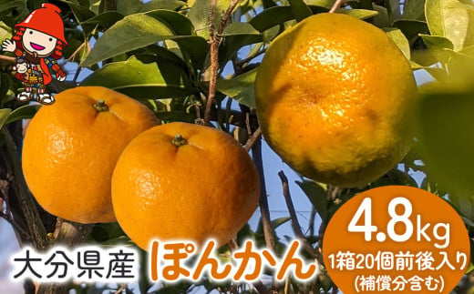 【先行予約】大分産ぽんかん 4.8kg(補償分含む）いわき農園 柑橘類 柑橘 ポンカン デコポン 椪柑 ミカン みかん 温州みかん 数量限定 新鮮 産地直送 果物 くだもの フルーツ ギフト 大分県産 九州産 中津市 国産 熨斗対応可 1775687 - 大分県中津市