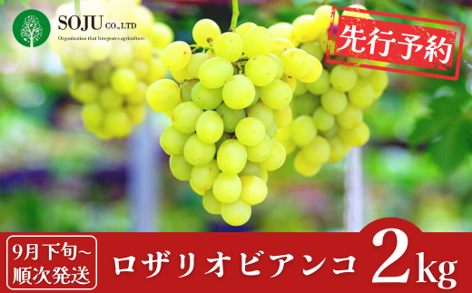 先行予約 ぶどう ロザリオビアンコ 約2kg [9月下旬から発送予定] 令和7年度 贈答用 新潟県 三条市産 [三条果樹専門家集団]【016P038】 866520 - 新潟県三条市