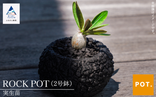 植木鉢 鉢 フラワーポット ROCK POT(2号鉢) 実生苗